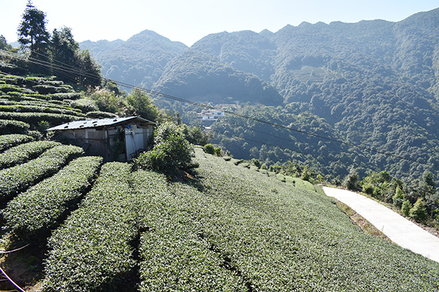 农家茶园