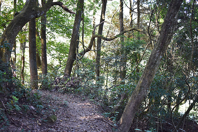 原始次森林地